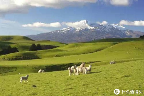 我们一家三口的美妙新西兰之旅 篇章七:新西兰南岛游记及看房记