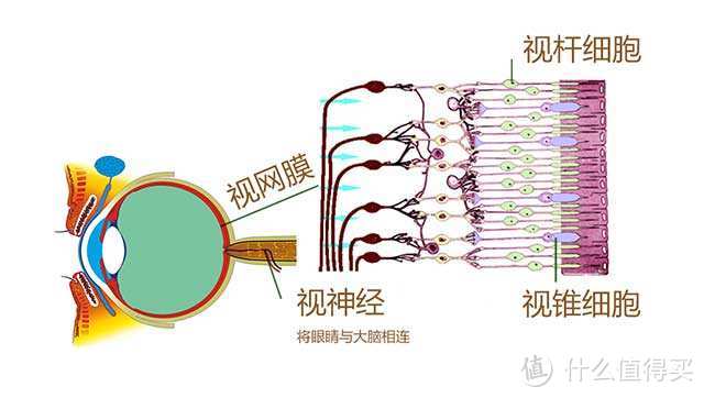 黑白双镜头，噱头还是创新？——华为荣耀V9全环境实拍测试