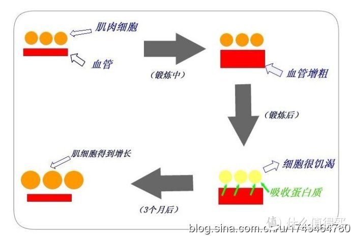 #春光乍瘦# 没时间？！在家也能练成“小肌霸”！