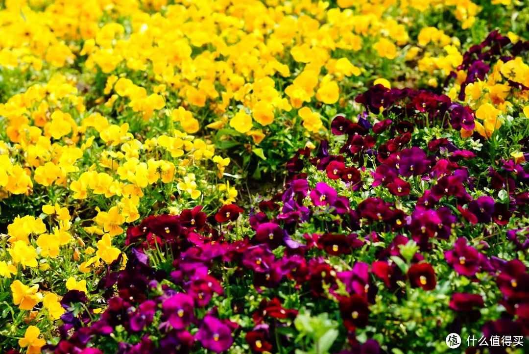 2017春花大赏，刷完微博去赏花