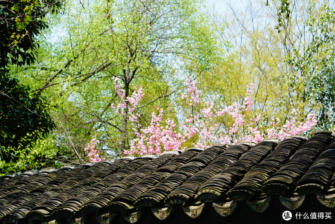 2017春花大赏，刷完微博去赏花