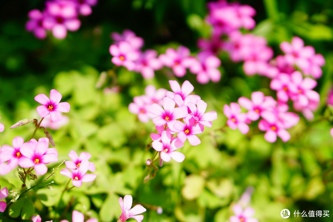 2017春花大赏，刷完微博去赏花