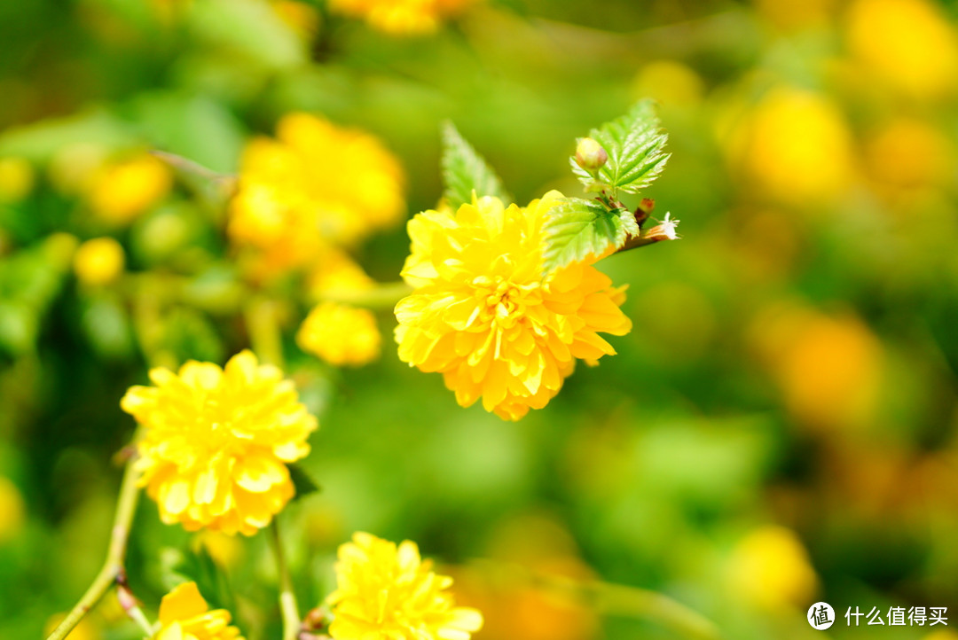 2017春花大赏，刷完微博去赏花