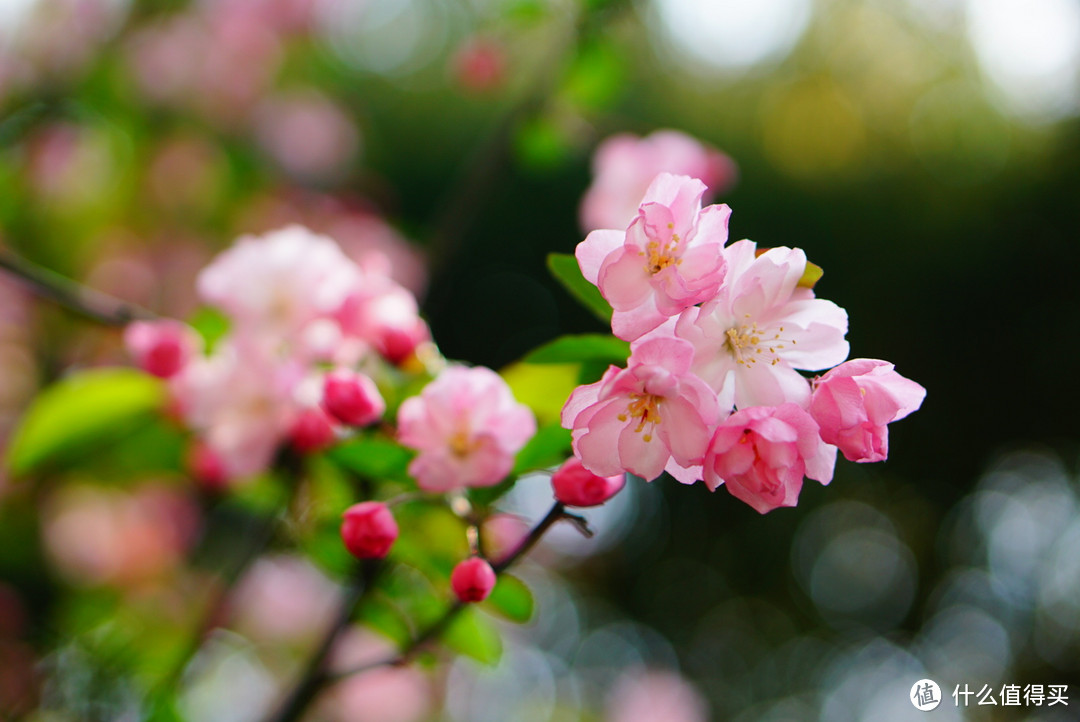 2017春花大赏，刷完微博去赏花