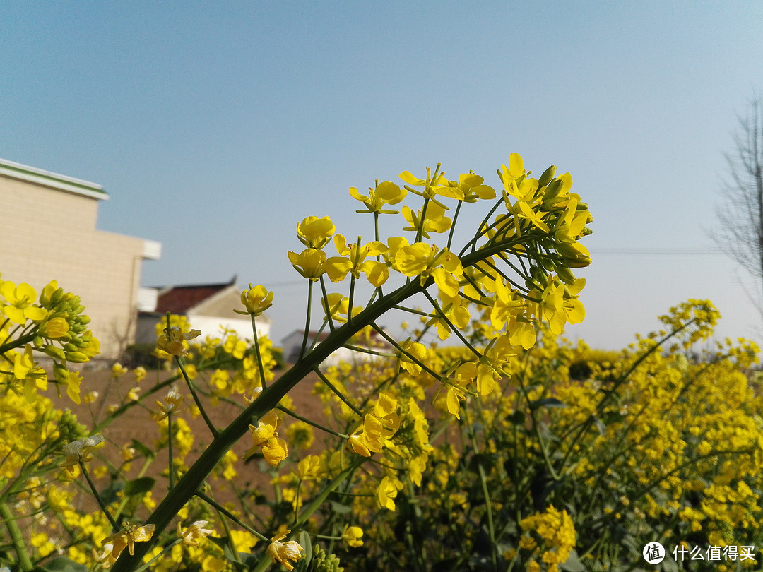 愚人节被愚后，清明节回乡踏春行