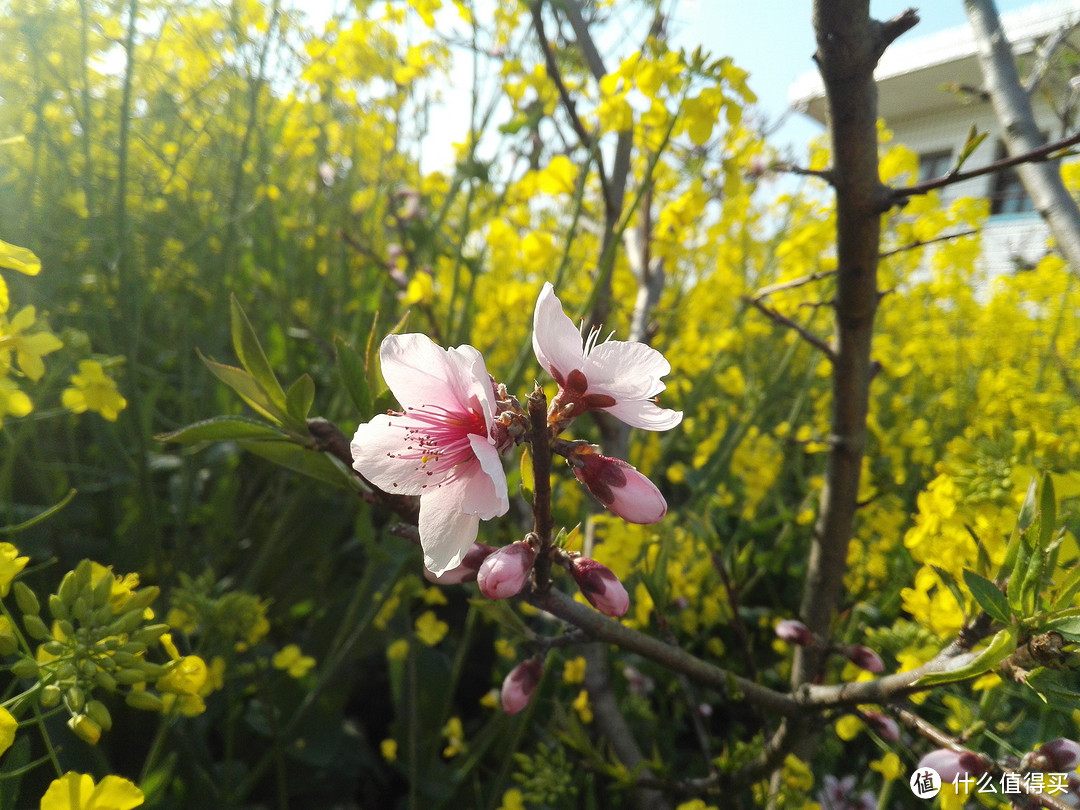 粉嫩的桃花，这张照片我用上了HDR，亮暗把控的刚刚好