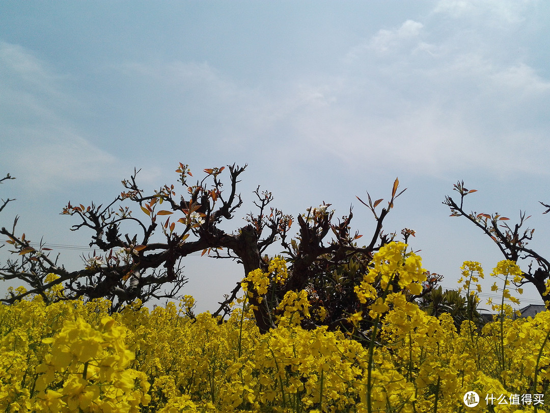 愚人节被愚后，清明节回乡踏春行