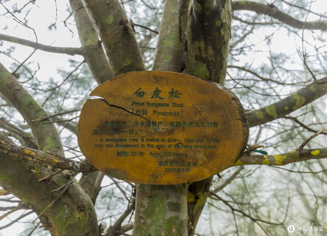 雨叩武当山:“道长,还收徒不?”