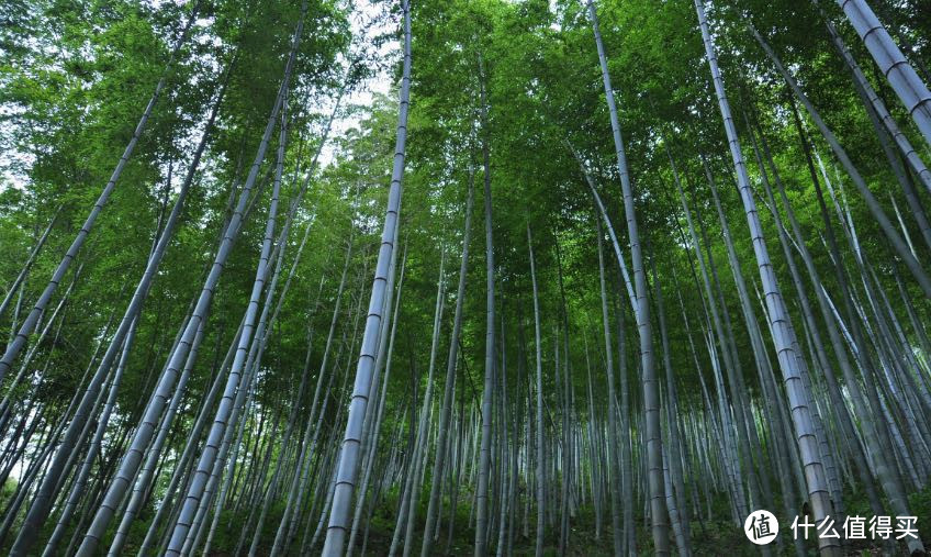 出发,去拾取遗落在人间的美好!皖南黄山行