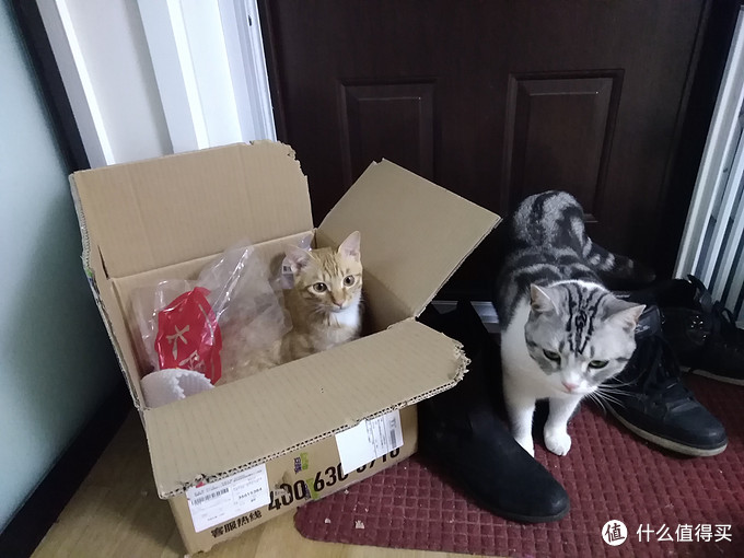 科学选购猫粮指南 猫粮怎么选 猫粮什么牌子好 什么值得买