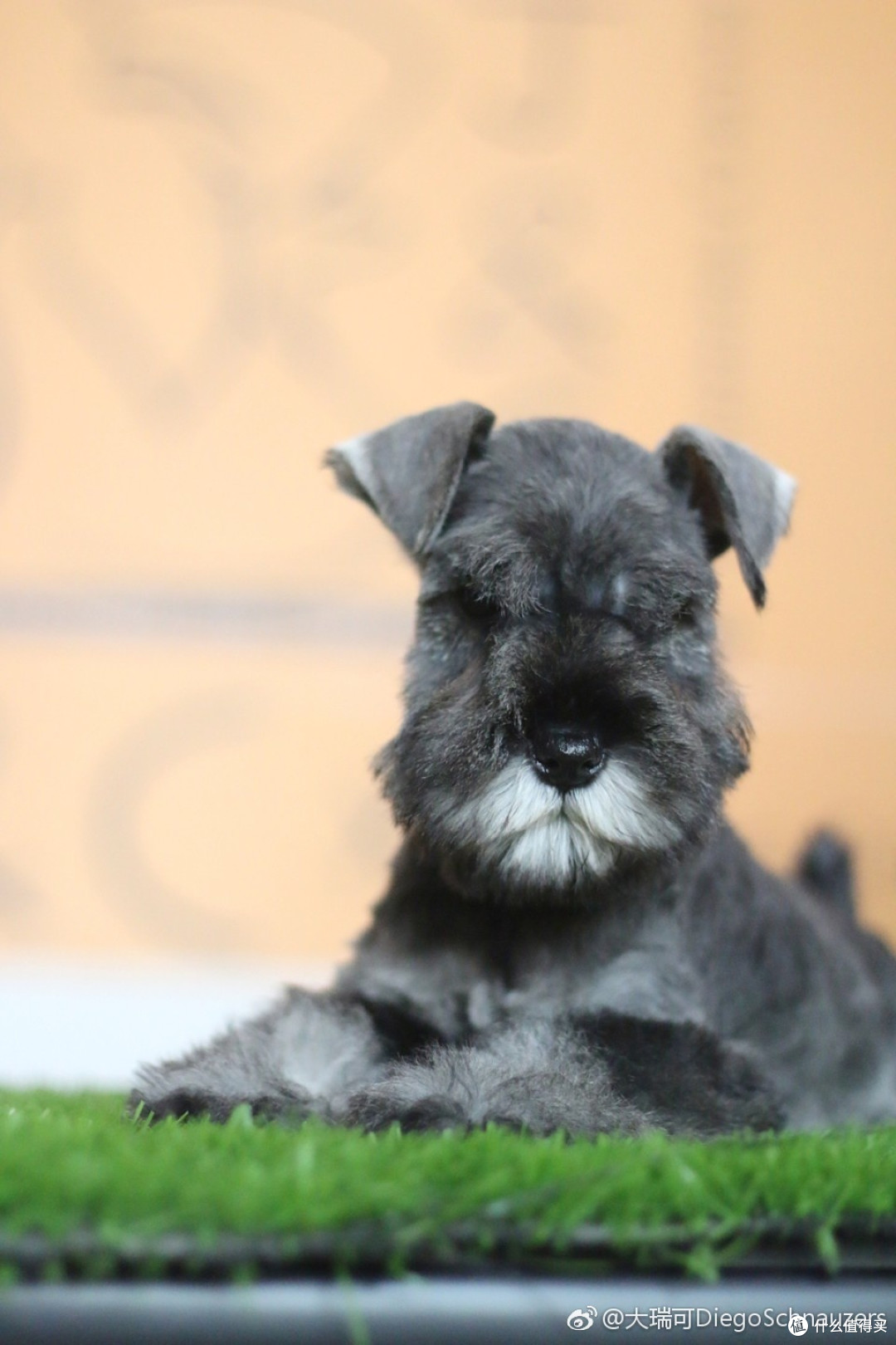 懒人养狗推荐品种 迷你雪纳瑞购物指南 什么值得买