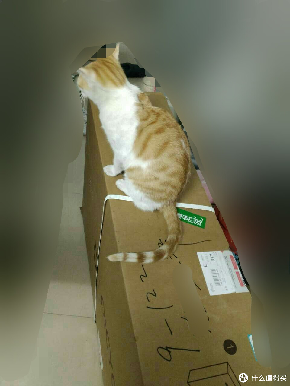 纸箱对傻猫有着致命的吸引力