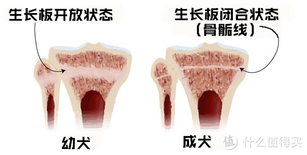 生长板长好后才能开始跑步哦