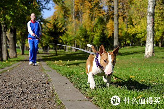 想要带狗跑步，先看看这些实用装备你都备齐了吗？