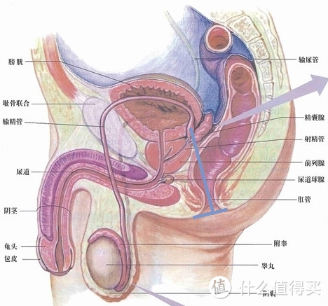 另一个不会积灰的前列腺摩器 ：人生第二款前列腺按摩器购买之旅