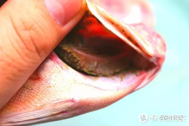 有种鱼叫大眼鲷，很多人没吃过，红烧的最美味！