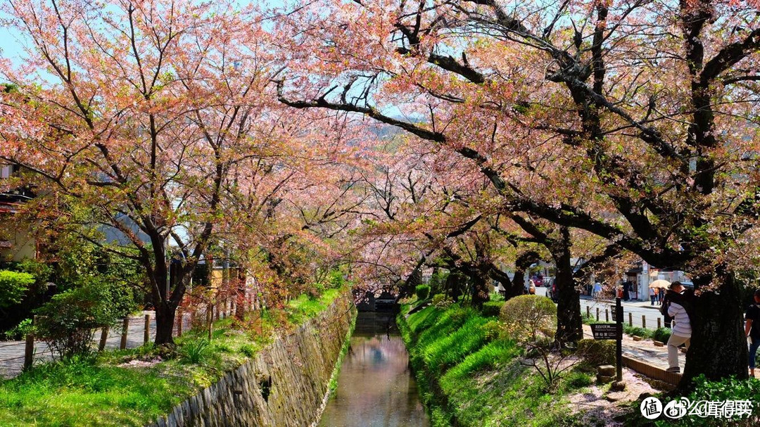樱花季——用脚量京阪