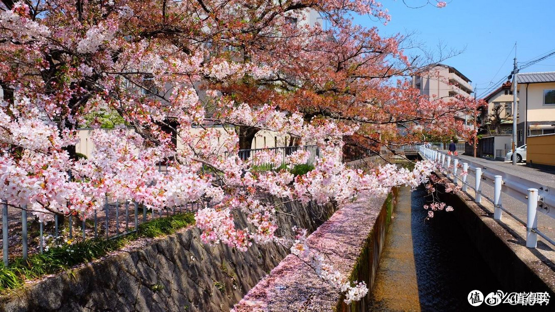 樱花季——用脚量京阪