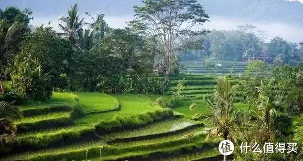 这种猫屎闻起来很香，还能做成咖啡