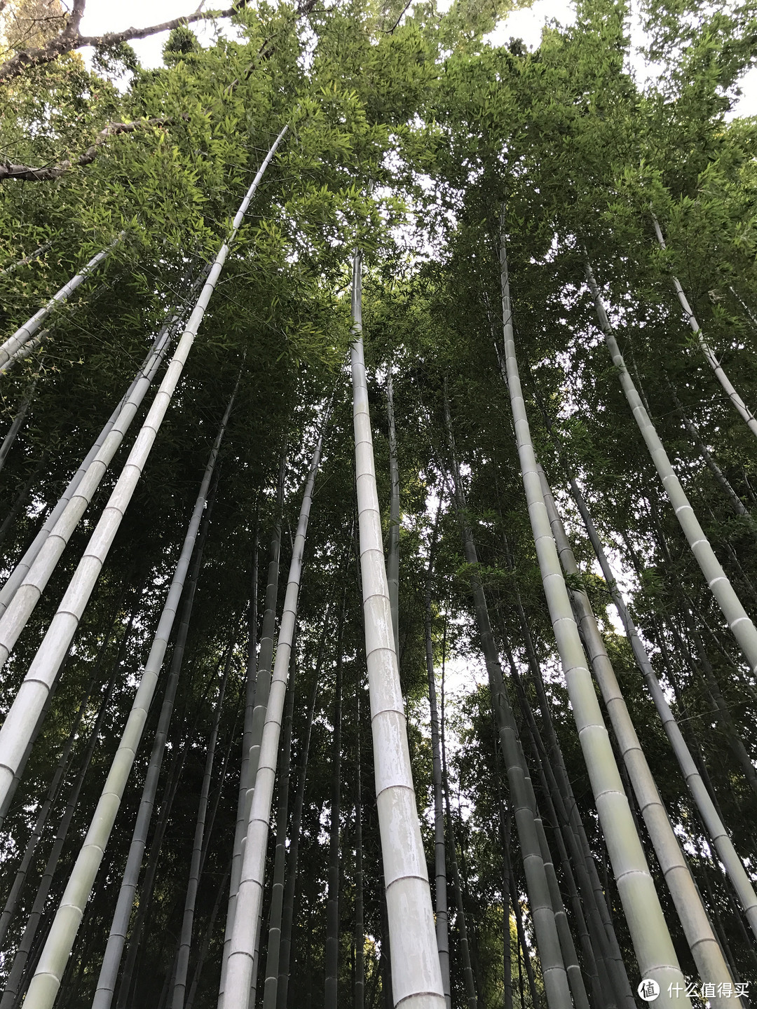 岚山的竹林《卧虎藏龙》取景地