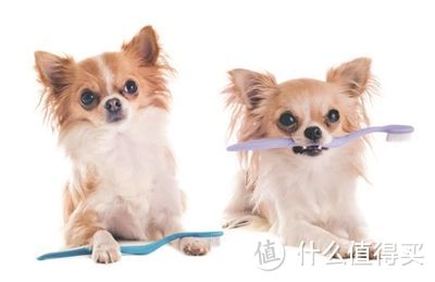 以狗民的名义,告诉你刷牙是有多重要!