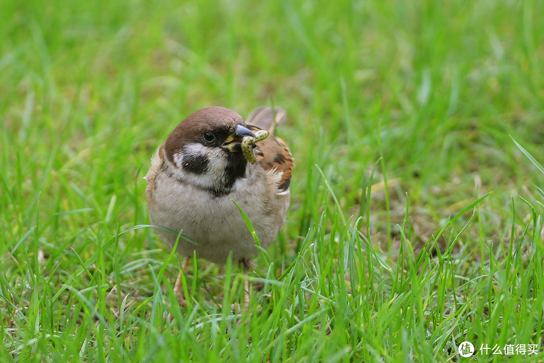 摄影的路上你总要有一只340：AFS NIKKOR 300mm1：4D超长焦镜头