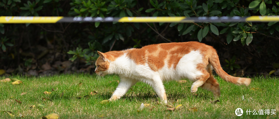 摄影的路上你总要有一只340：AFS NIKKOR 300mm1：4D超长焦镜头