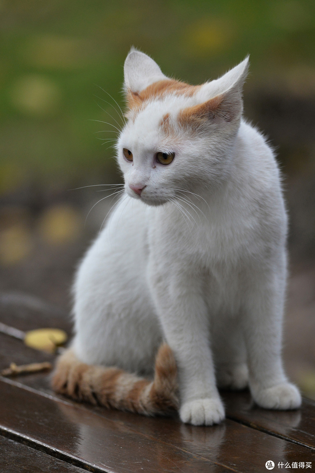 摄影的路上你总要有一只340：AFS NIKKOR 300mm1：4D超长焦镜头