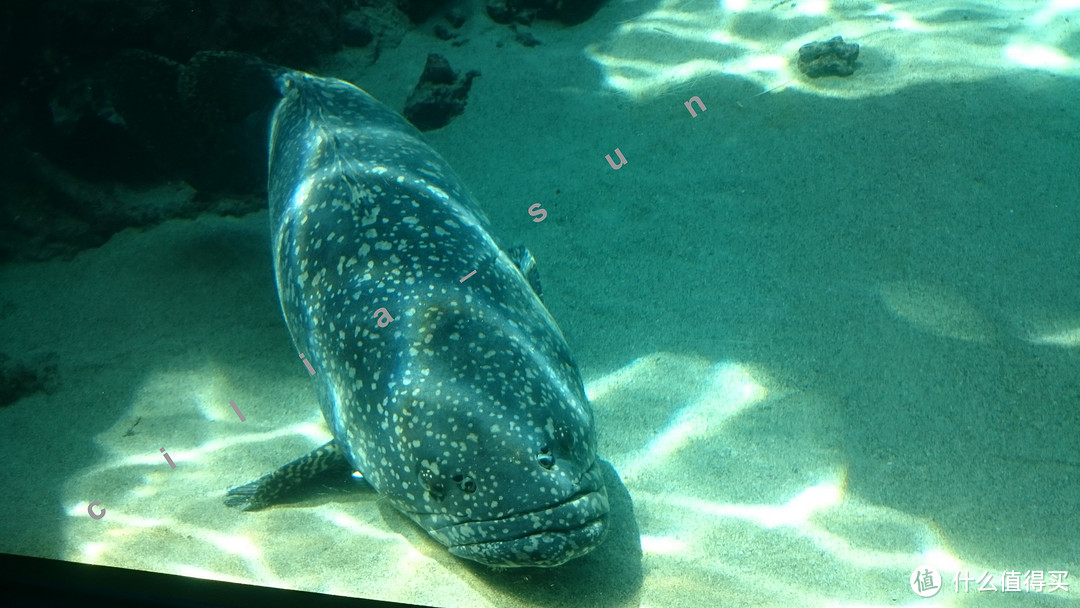 波折的出发+美丽的水族馆