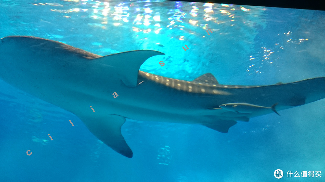 波折的出发+美丽的水族馆