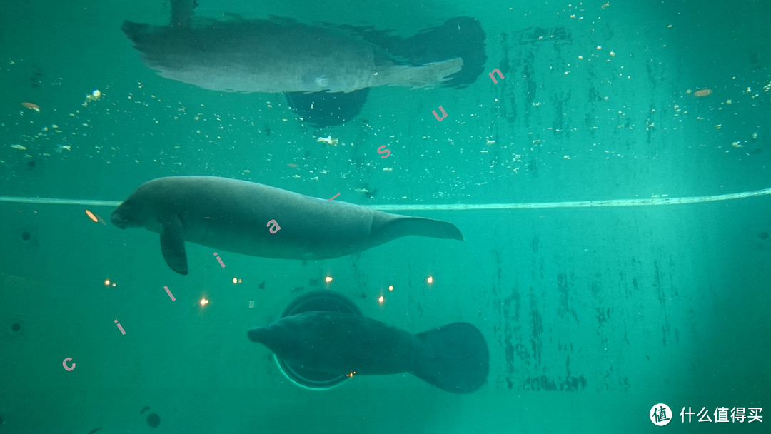 波折的出发+美丽的水族馆