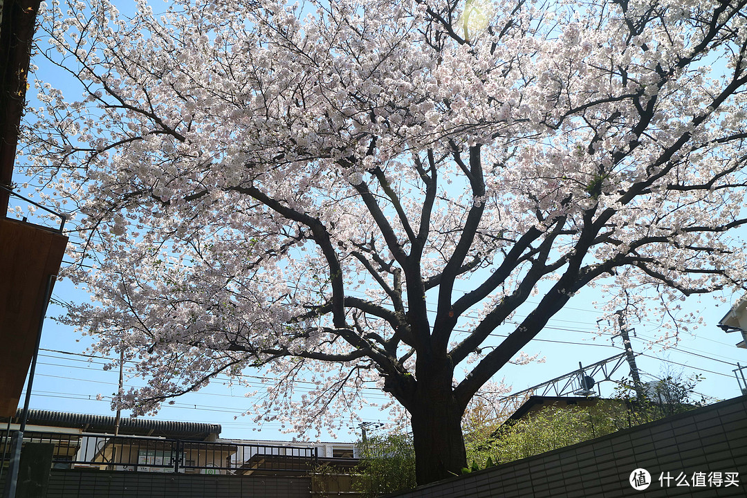 车道边的樱花树~