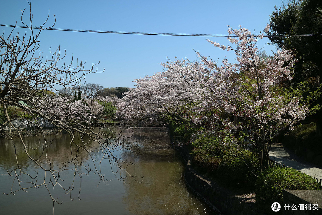 樱花飘落在河上