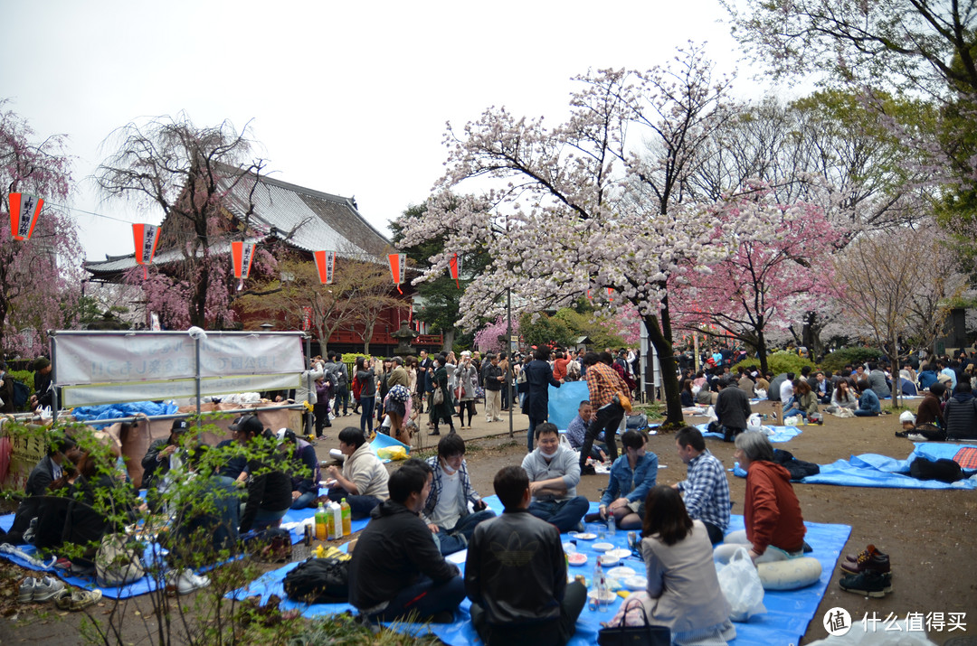 上野公园赏花的群众