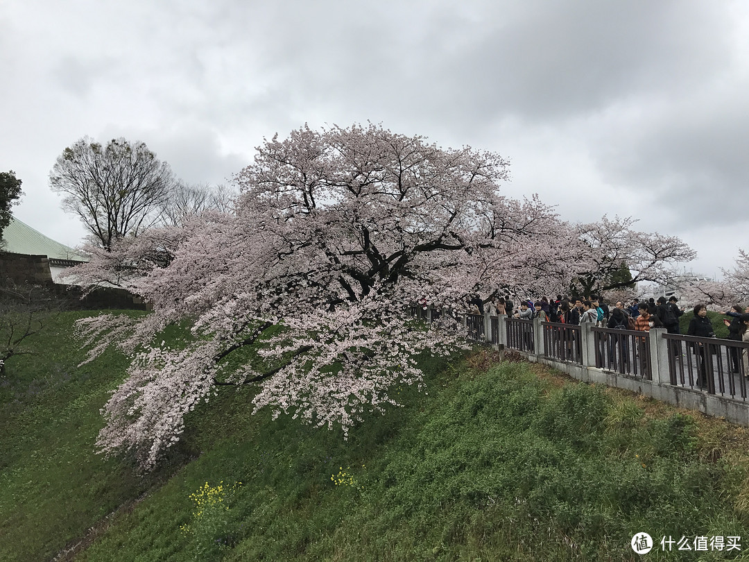 千鸟之渊的樱花2