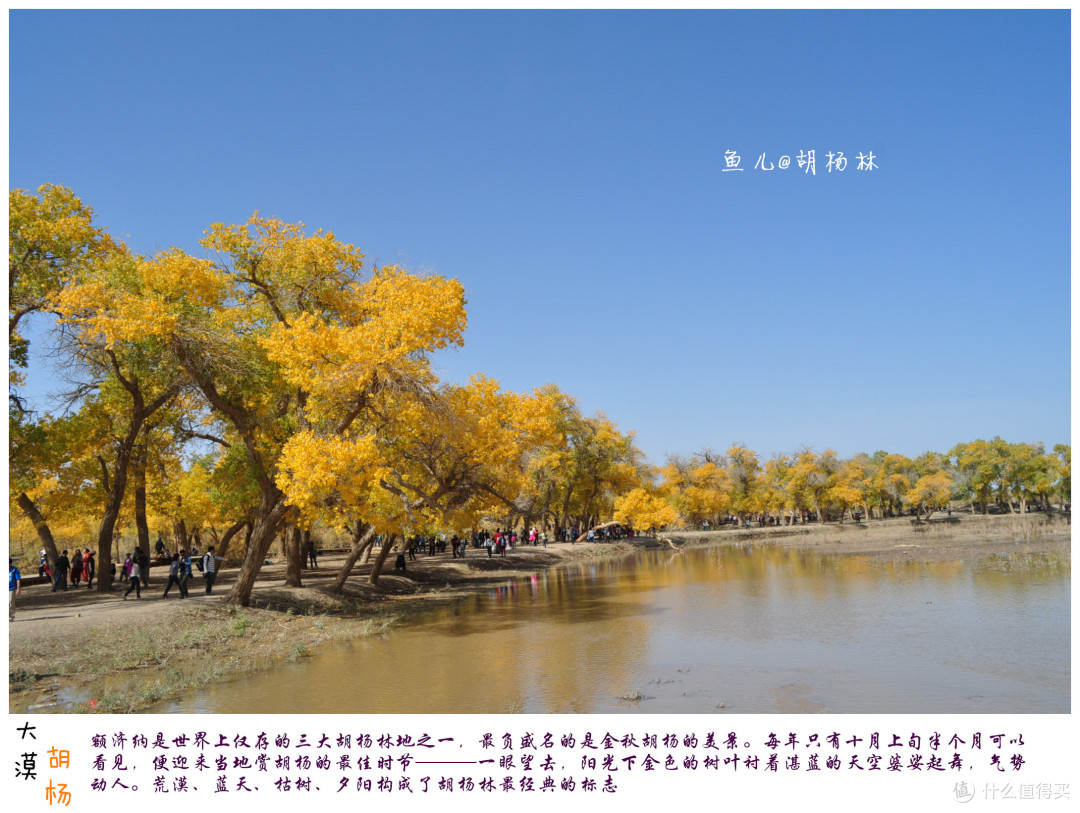 额济纳胡杨林 — 三千年的守望,只为等待你的到来