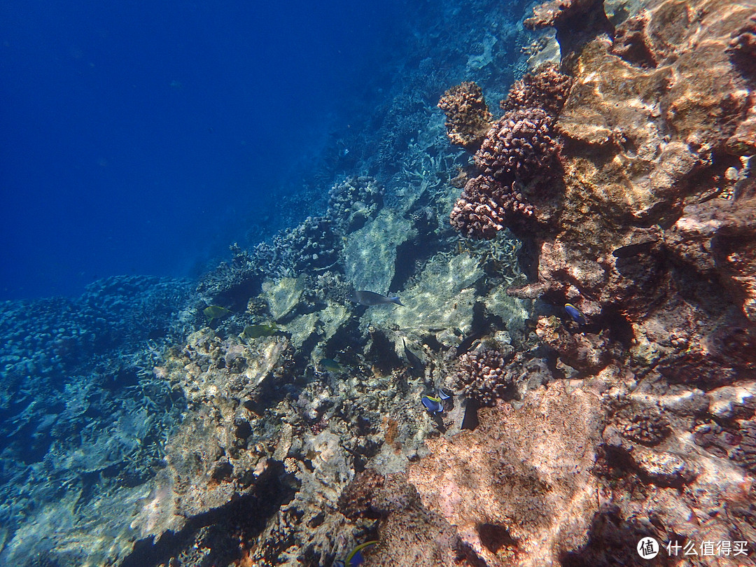 马尔代夫| Mirihi Island — 难说再见，我们的小天堂