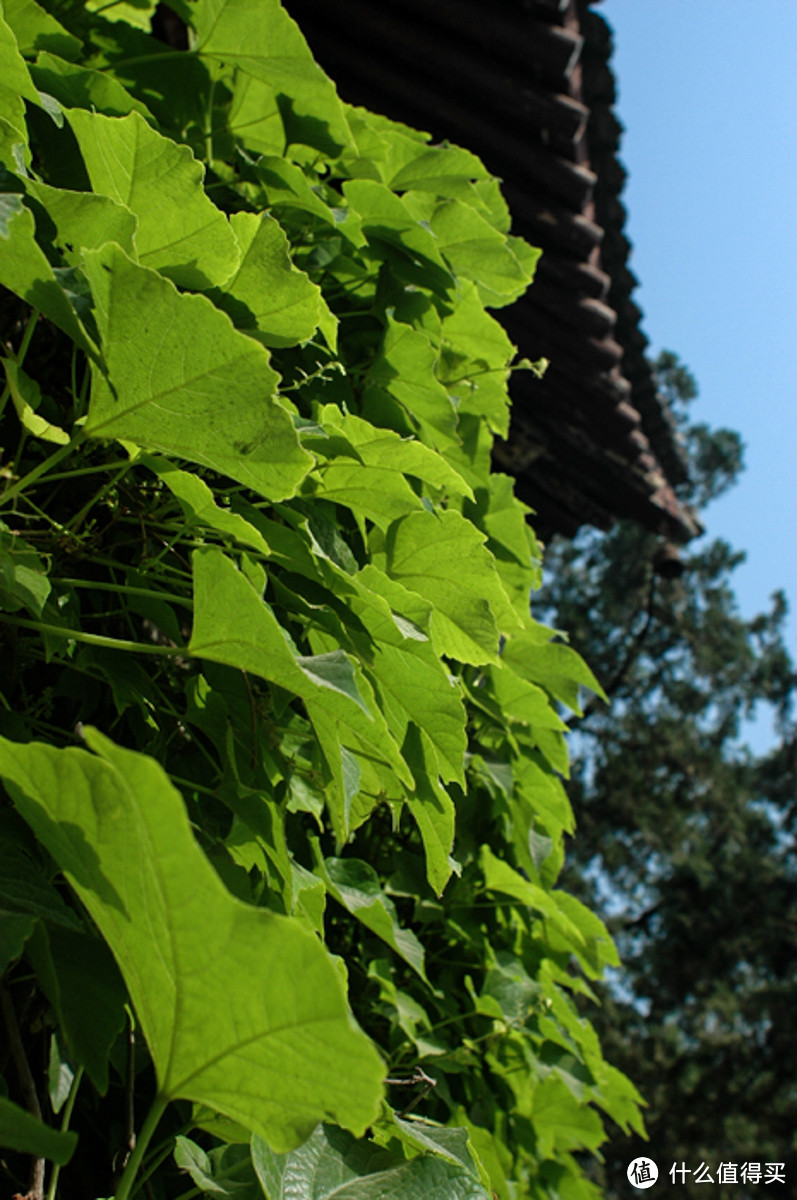 清静幽美的 荐福寺小雁塔