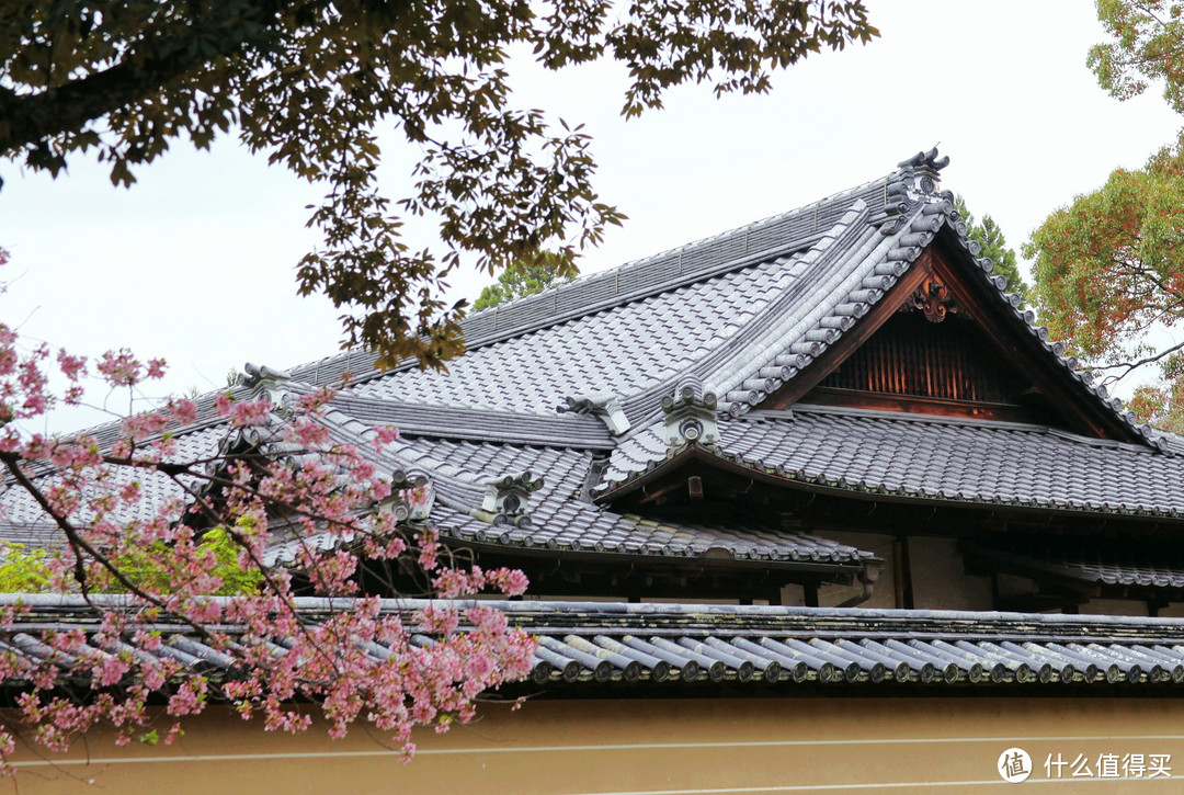 大阪、京都篇，多图杀猫