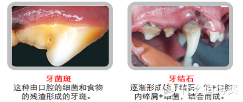 想给狗狗刷牙的看过来，手把手教你刷出一口好狗牙！