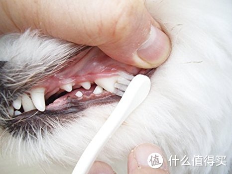 想给狗狗刷牙的看过来，手把手教你刷出一口好狗牙！
