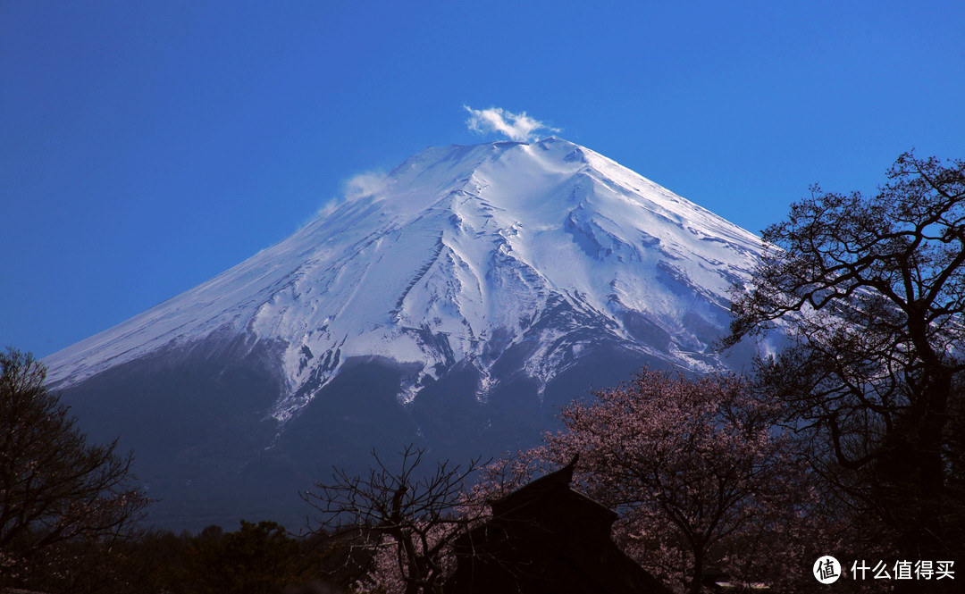 富士山、东京篇，多图杀猫