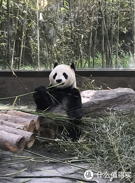 上海亲子2日游（上海野生动物园+颖奕皇冠假日酒店+汽车博物馆）