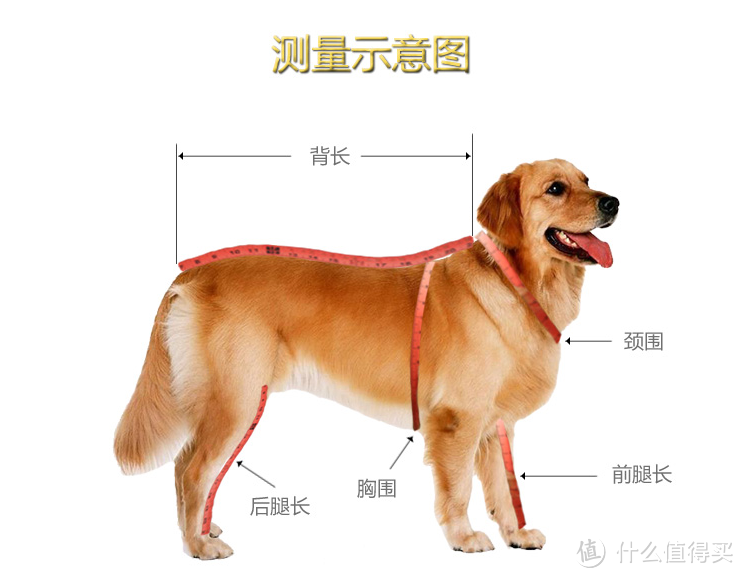 格力犬标准体型示意图图片