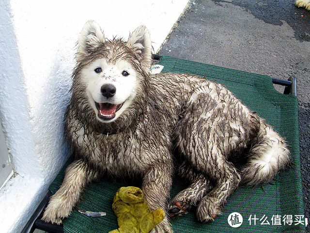 雨天遛狗没有一件靠谱的“战袍”：你就等着和狗狗一起遭罪吧