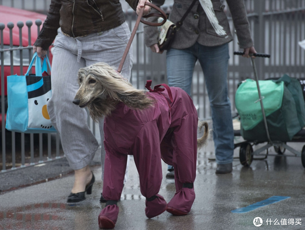 雨天遛狗没有一件靠谱的“战袍”：你就等着和狗狗一起遭罪吧