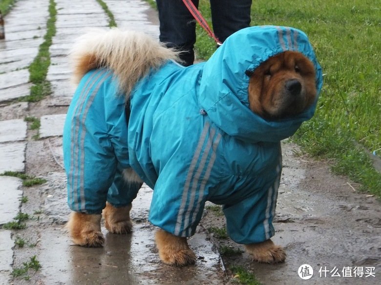 chow chow raincoat