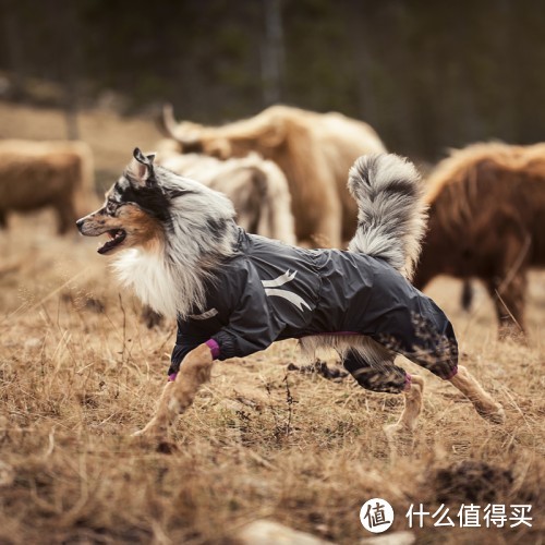 雨天遛狗没有一件靠谱的“战袍”：你就等着和狗狗一起遭罪吧