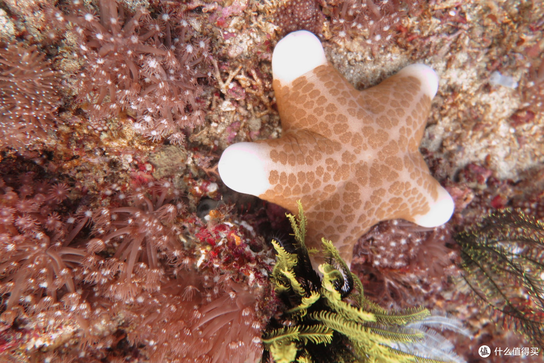 但楼主我最喜欢的生物,还是海兔,因为它好看,有各种款式,又好拍,行动