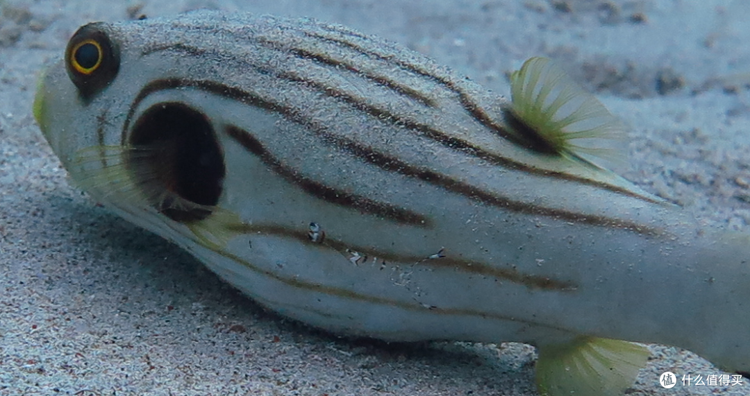 但楼主我最喜欢的生物,还是海兔,因为它好看,有各种款式,又好拍,行动